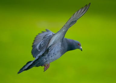 John Ling; The Green and Peaceful; Photo taken in the Domain